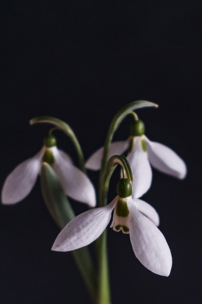 Closeup of tender flowers of snowdrops with white petals and green stems on black backdrop