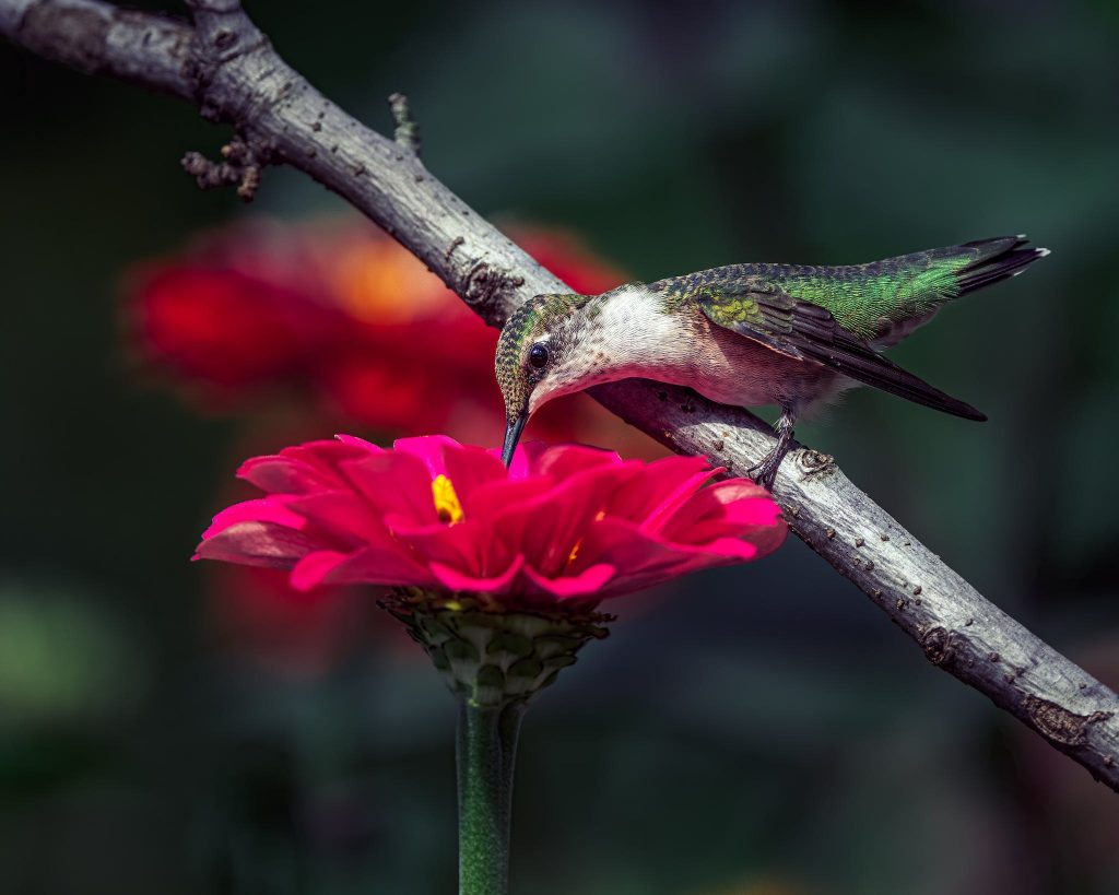 Hummingbird pollinating blooming Zinnia in nature in daytime